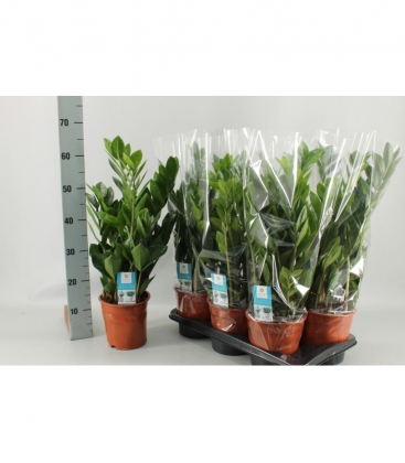 Zamioculcas