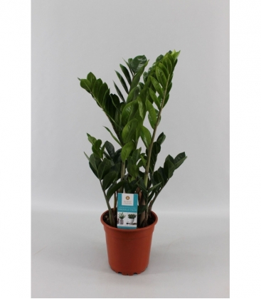 Zamioculcas