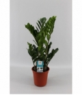 Zamioculcas