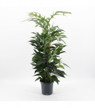 Epipremnum