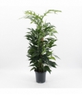 Epipremnum