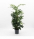 Epipremnum