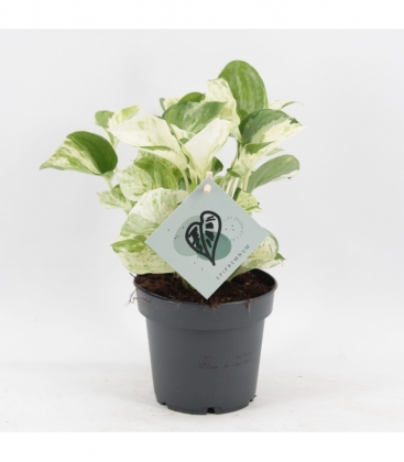 Epipremnum