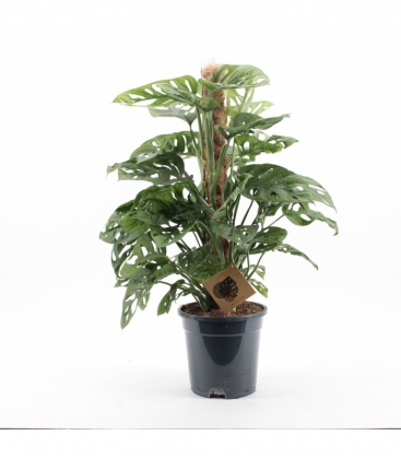 Monstera