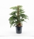 Monstera
