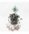 Ceropegia