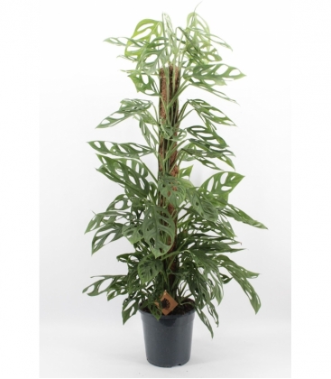 Monstera