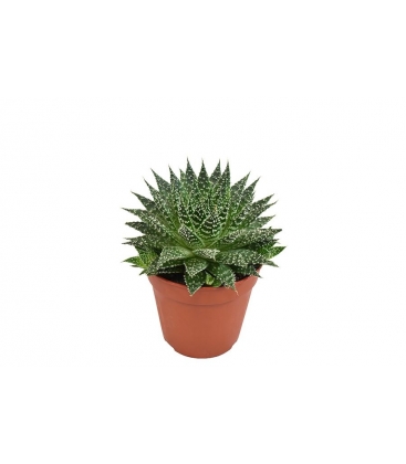 Aloe