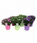 Aster