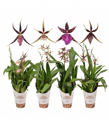 Brassia