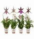Brassia