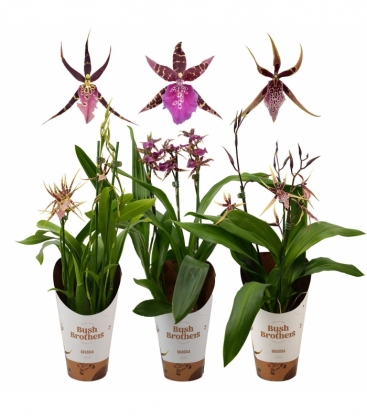 Brassia