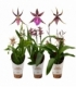 Brassia