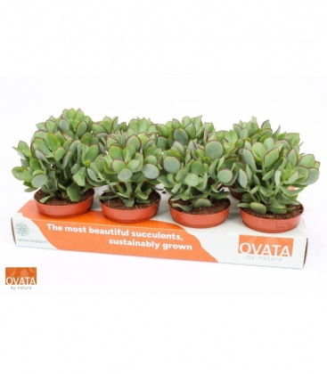 Crassula