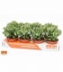 Crassula