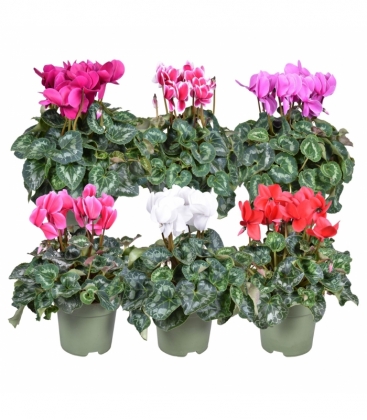 Cyclamen