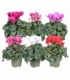 Cyclamen