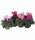 Cyclamen
