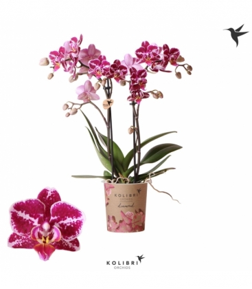 Phalaenopsis