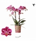 Phalaenopsis