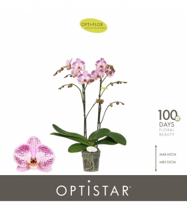 Phalaenopsis