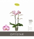 Phalaenopsis