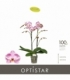 Phalaenopsis