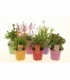 perennials
