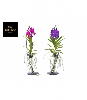 Vanda