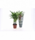 Dypsis