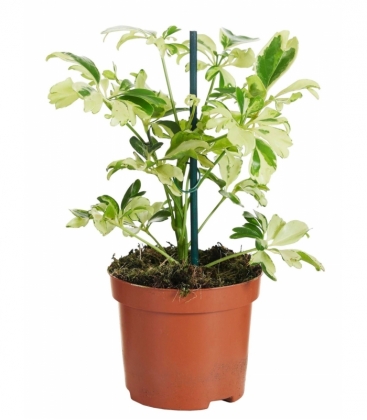 Schefflera