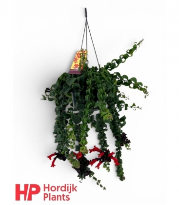 Aeschynanthus
