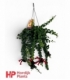 Aeschynanthus