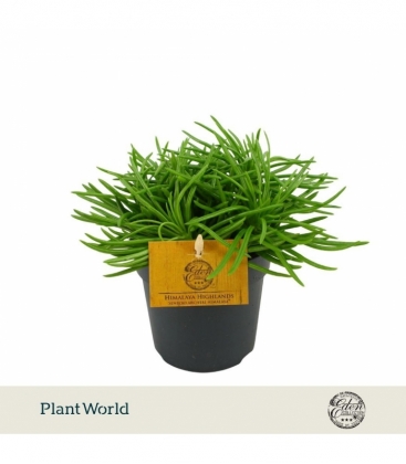 Senecio