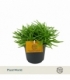 Senecio