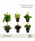 Peperomia