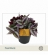 Tradescantia