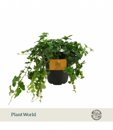 Parthenocissus