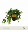 Parthenocissus