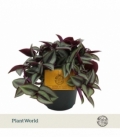 Tradescantia