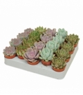 Echeveria