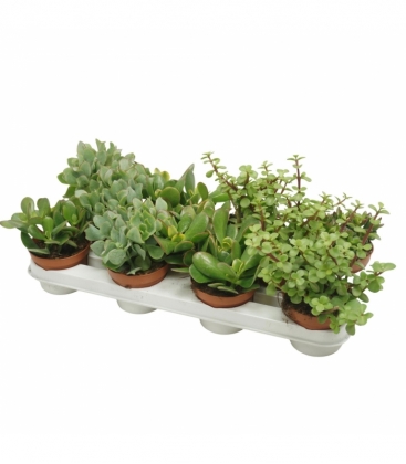 Crassula