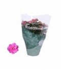 Kalanchoe