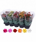Kalanchoe