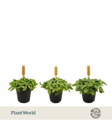 Fittonia