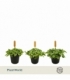Fittonia