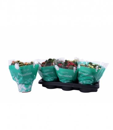 Kalanchoe