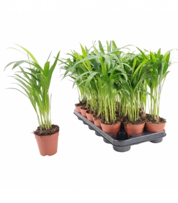 Dypsis