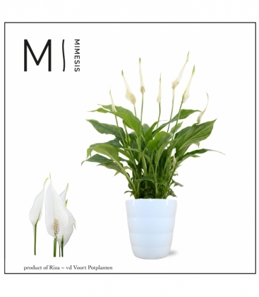 Spathiphyllum