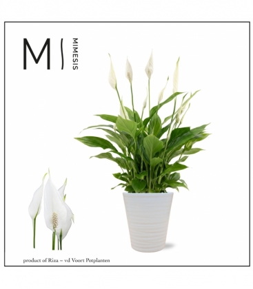 Spathiphyllum